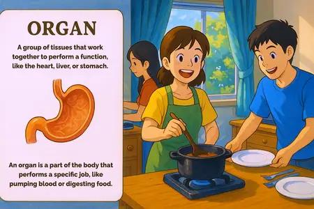 Organ Meaning