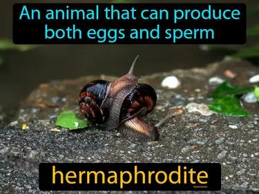 Hermaphrodite Meaning