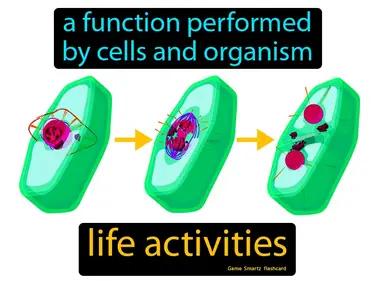 Life Activities Meaning