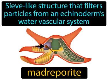 Madreporite Meaning