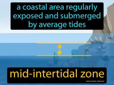 Mid-Intertidal Zone Meaning