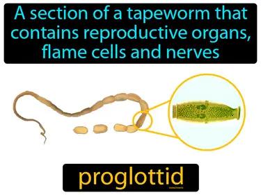 Proglottid Meaning