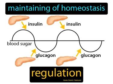 Regulation Meaning