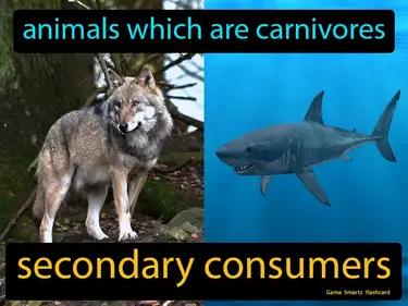 Secondary Consumers Meaning