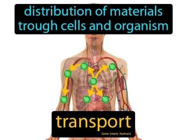 Transport Meaning