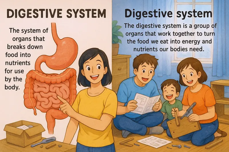 Digestive System Meaning Digestive System Meaning