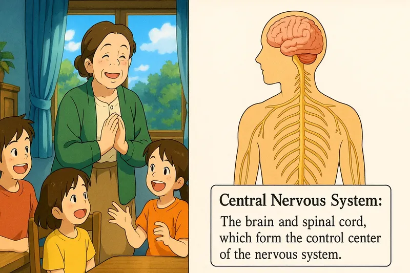 Central Nervous System Meaning Central Nervous System Meaning