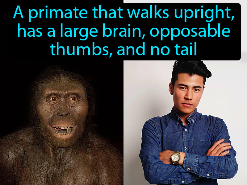 Hominid Definition Hominid Definition