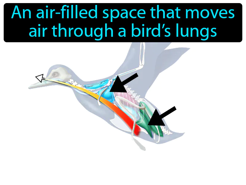 Air Sac Definition Air Sac Definition