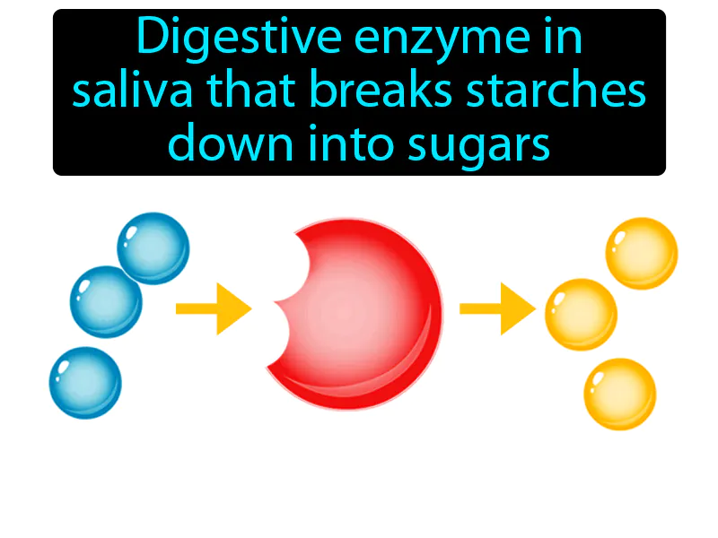 Amylase Definition Amylase Definition