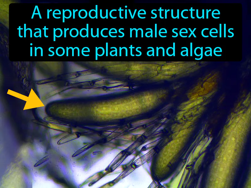 Antheridium Definition Antheridium Definition