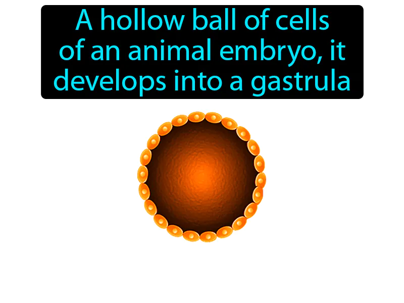 Blastula Definition Blastula Definition