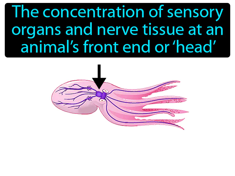 Cephalization Definition Cephalization Definition