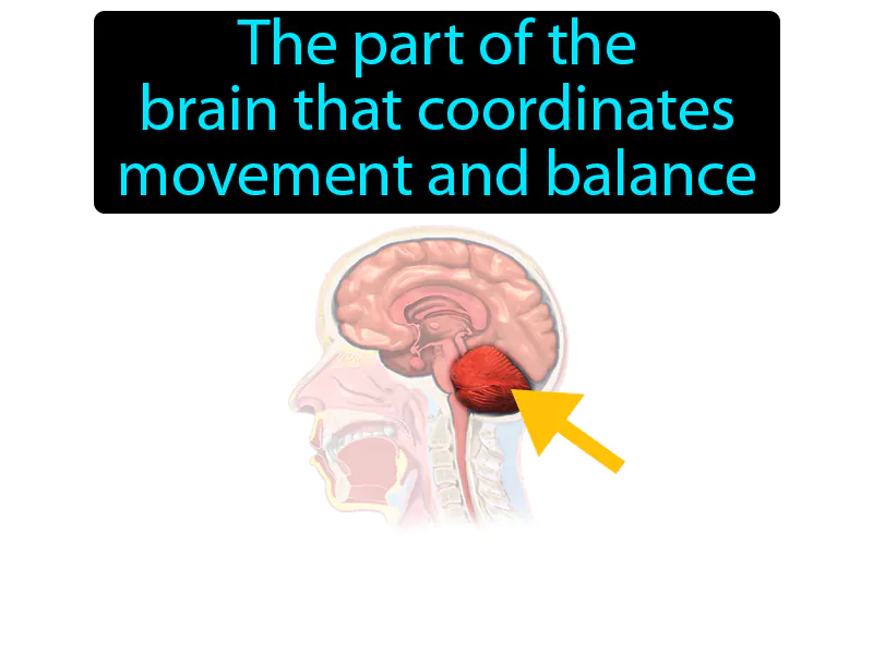 Cerebellum Definition Cerebellum Definition