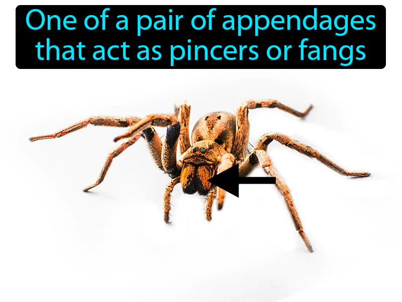 Chelicerae Definition Chelicerae Definition