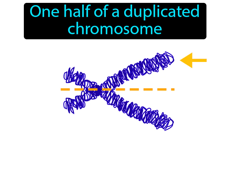 Chromatid Definition Chromatid Definition