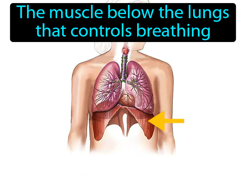 Diaphragm Definition
