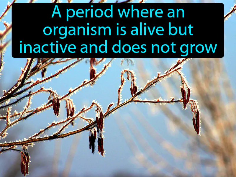 Dormancy Definition