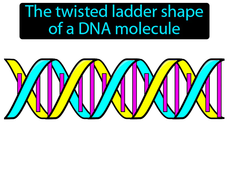Double Helix Definition Double Helix Definition