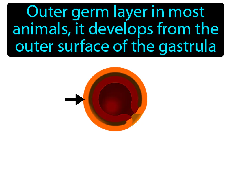 Ectoderm Definition