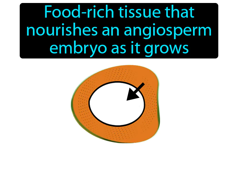 Endosperm Definition Endosperm Definition