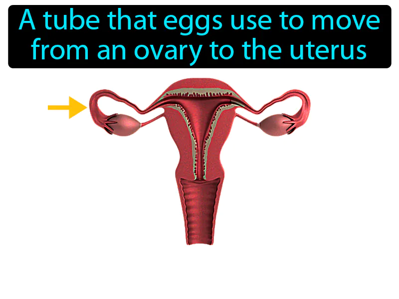 Fallopian Tube Definition Fallopian Tube Definition