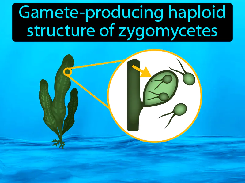 Gametangium Definition Gametangium Definition
