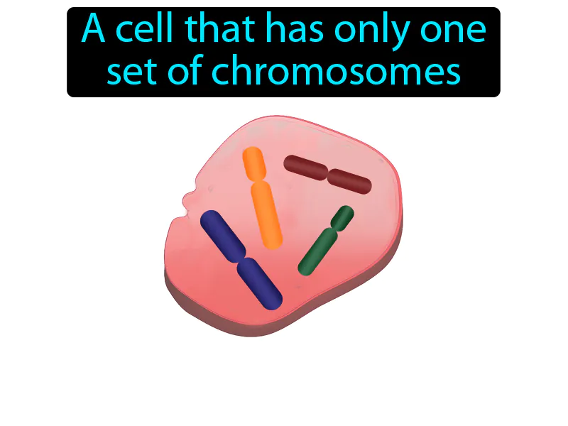 Haploid Definition Haploid Definition