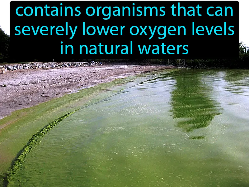 Harmful Algal Bloom Definition Harmful Algal Bloom Definition
