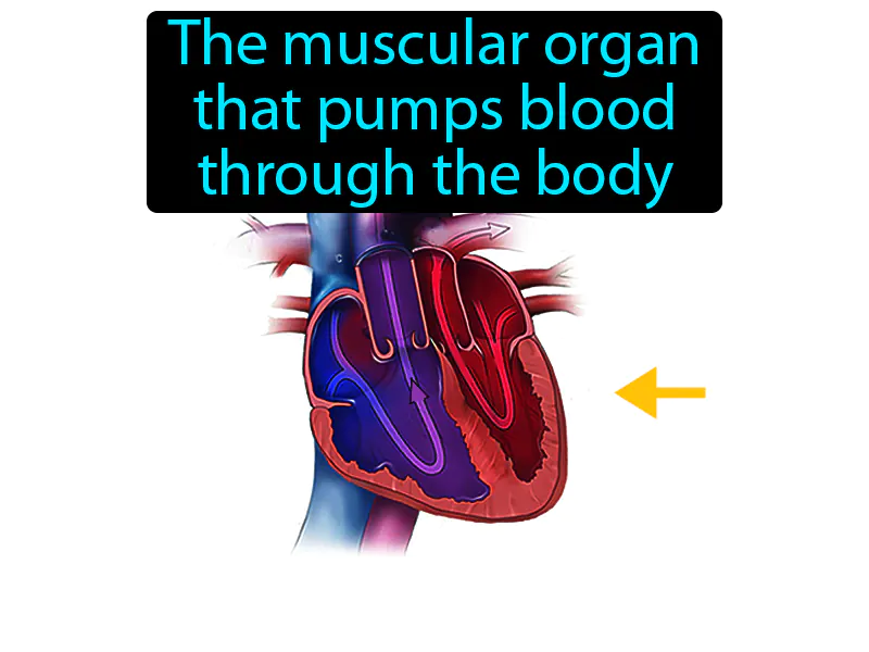 Heart Definition Heart Definition