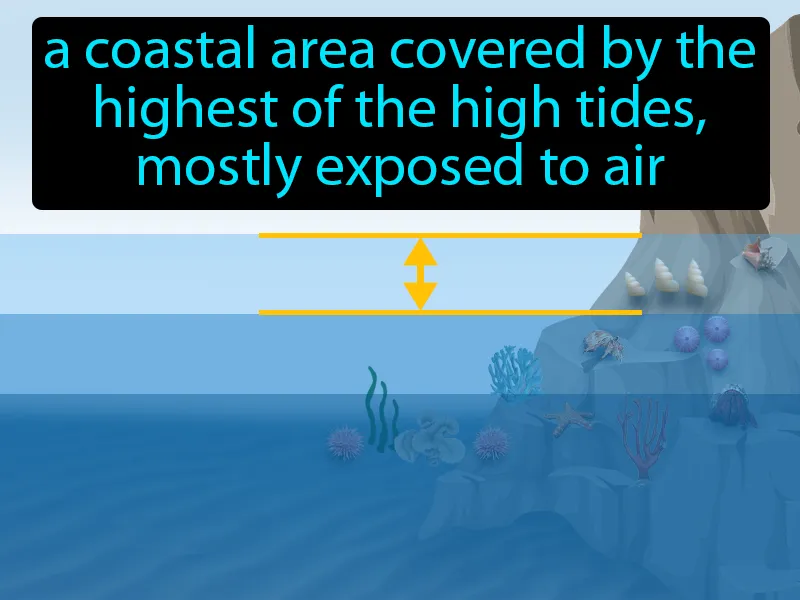 High-Intertidal Zone Definition High-Intertidal Zone Definition