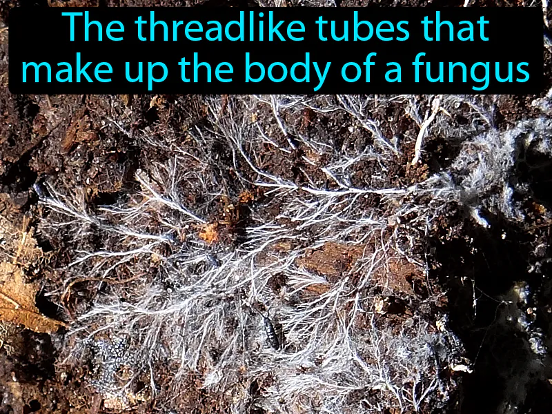 Hyphae Definition Hyphae Definition