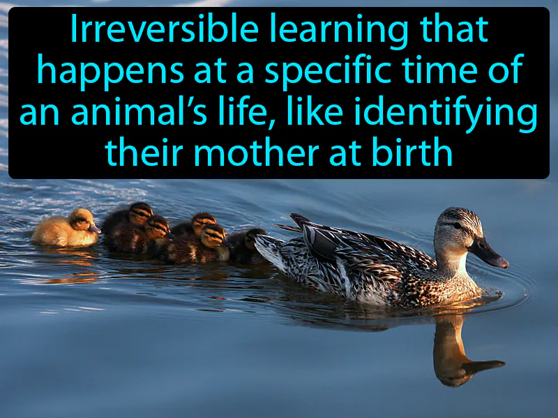 Imprinting Definition