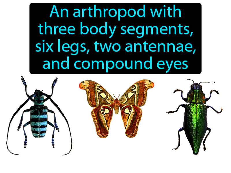 Insect Definition