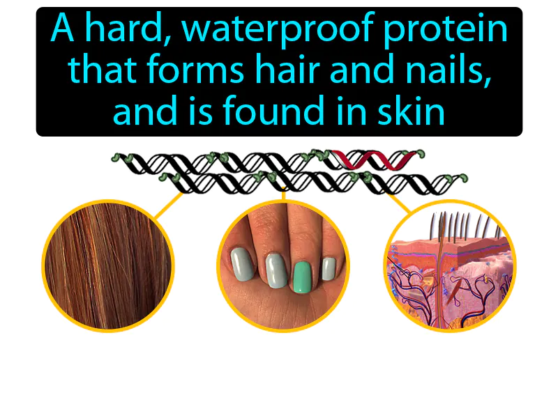 Keratin Definition Keratin Definition