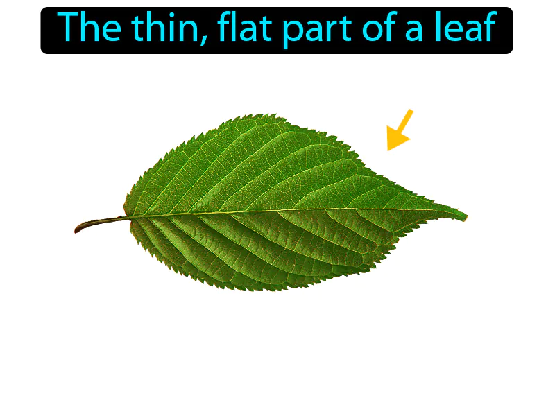 Leaf Blade Definition Leaf Blade Definition