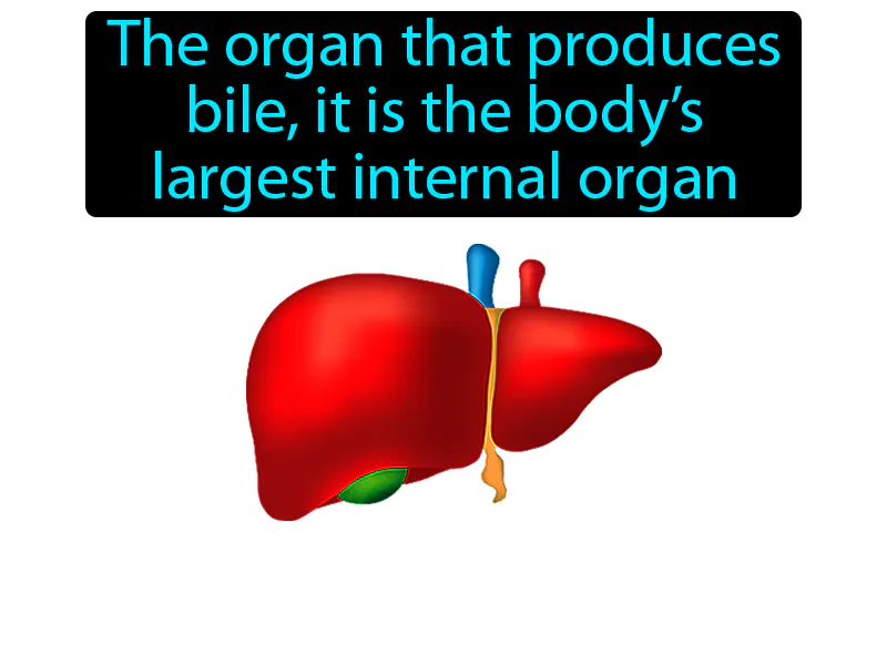 Liver Definition