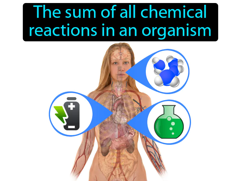 Metabolism Definition Metabolism Definition