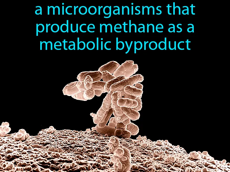 Methanogens Definition Methanogens Definition