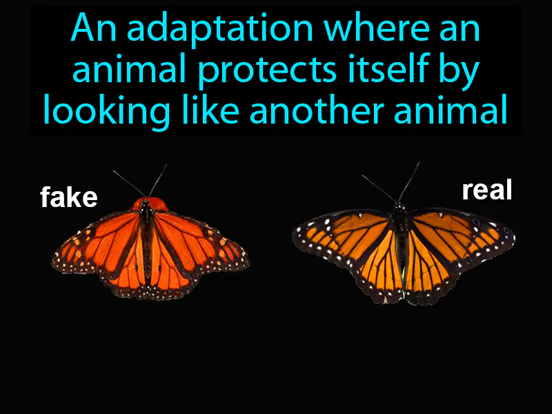Mimicry Definition Mimicry Definition