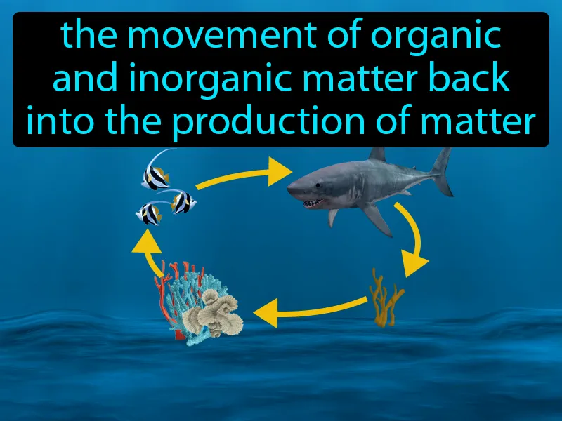 Nutrient Cycling Definition Nutrient Cycling Definition