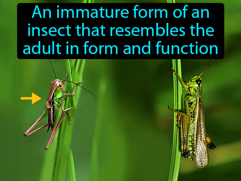 Nymph Definition