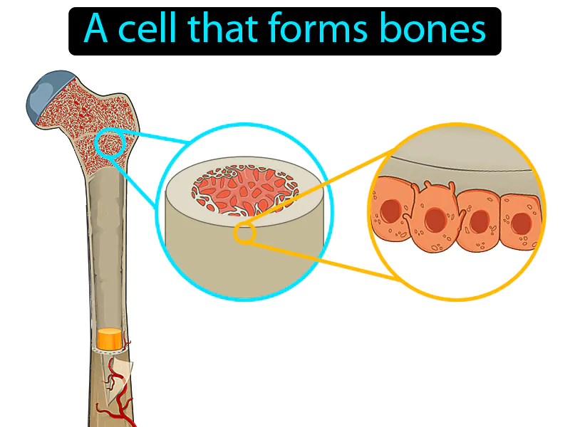 Osteoblast Definition Osteoblast Definition