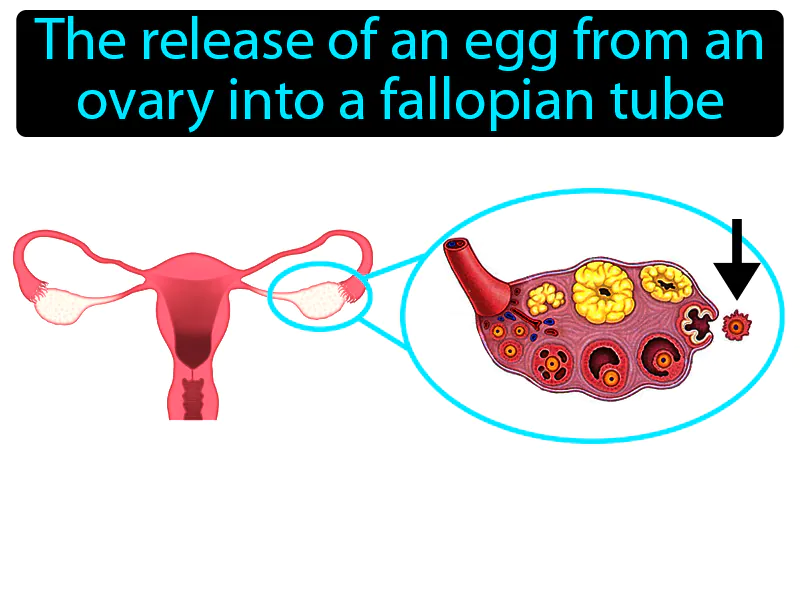 Ovulation Definition Ovulation Definition