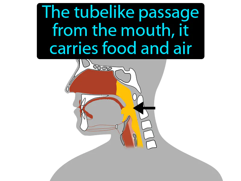 Pharynx Definition