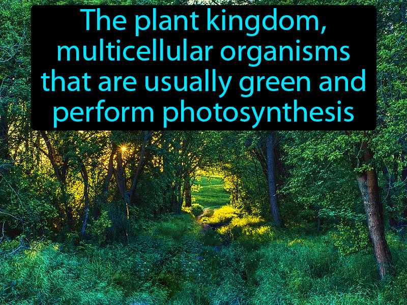 Plantae Definition Plantae Definition