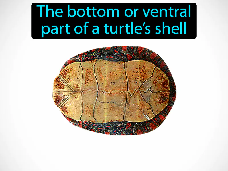 Plastron Definition