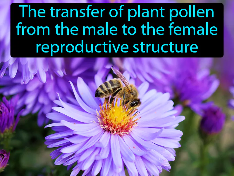 Pollination Definition Pollination Definition