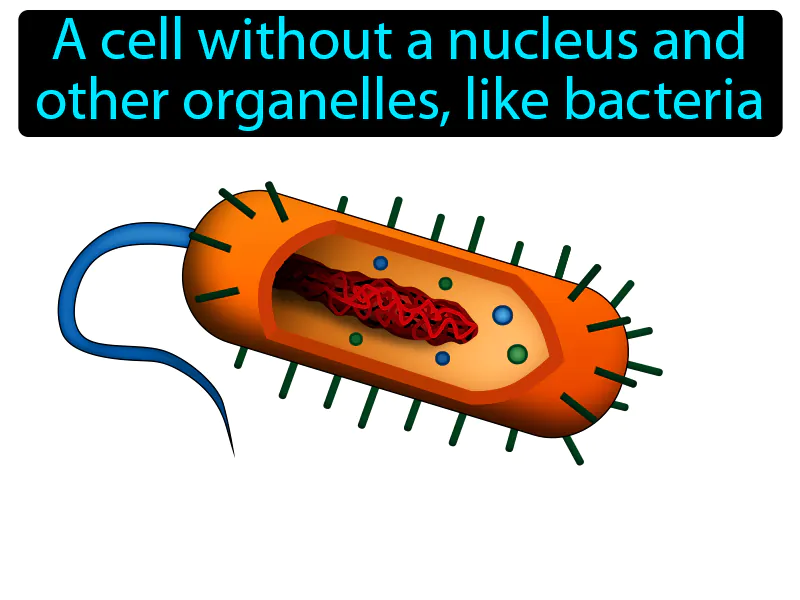 Prokaryote Definition Prokaryote Definition