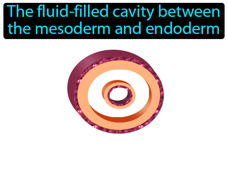 Pseudocoelom Definition Pseudocoelom Definition